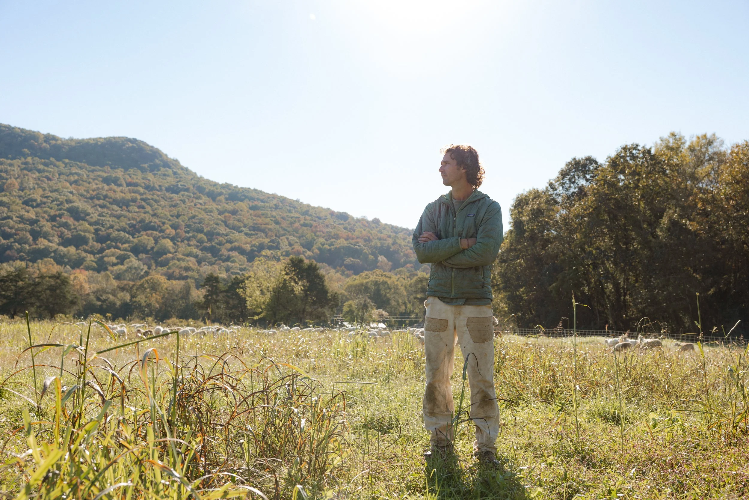 A farmer stands in a sunlit field with a mountainous backdrop, wearing a green jacket and beige work pants, surrounded by tall grass and a flock of sheep in the distance.