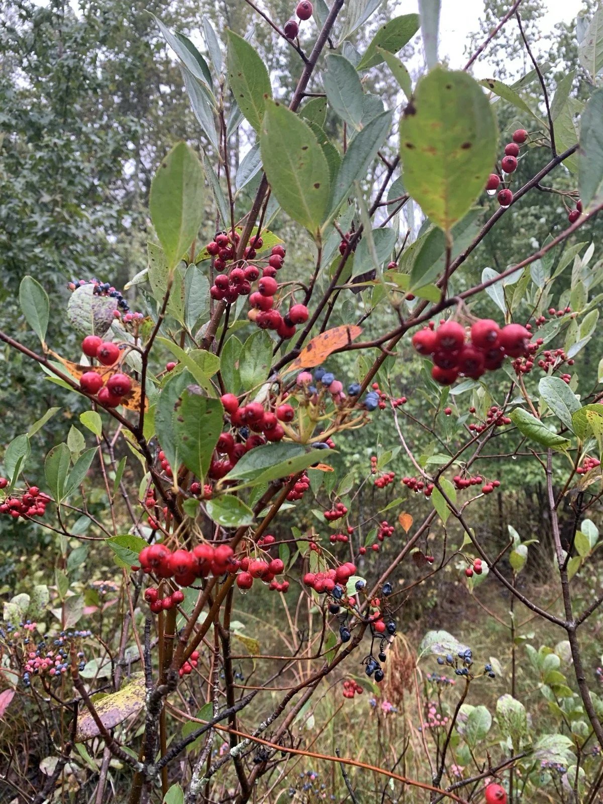 Red berries on a bush amidst green leaves in a natural setting, with blurred background foliage. Ideal for discussions on native plants, foraging, or wildlife habitats.