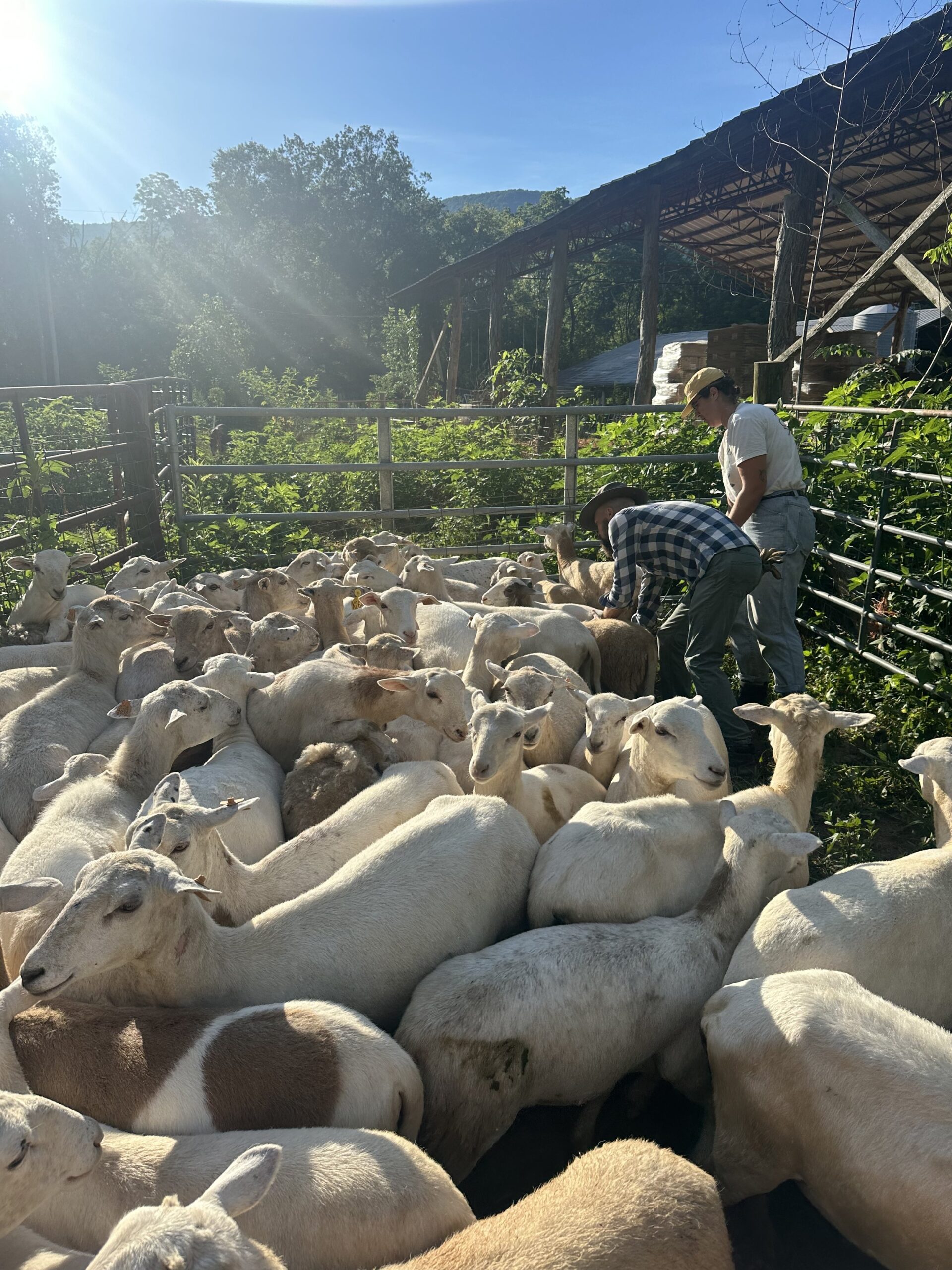Two farmers tending to a flock of white sheep in a sunlit pasture, surrounded by lush greenery and a rustic barn in the background.
