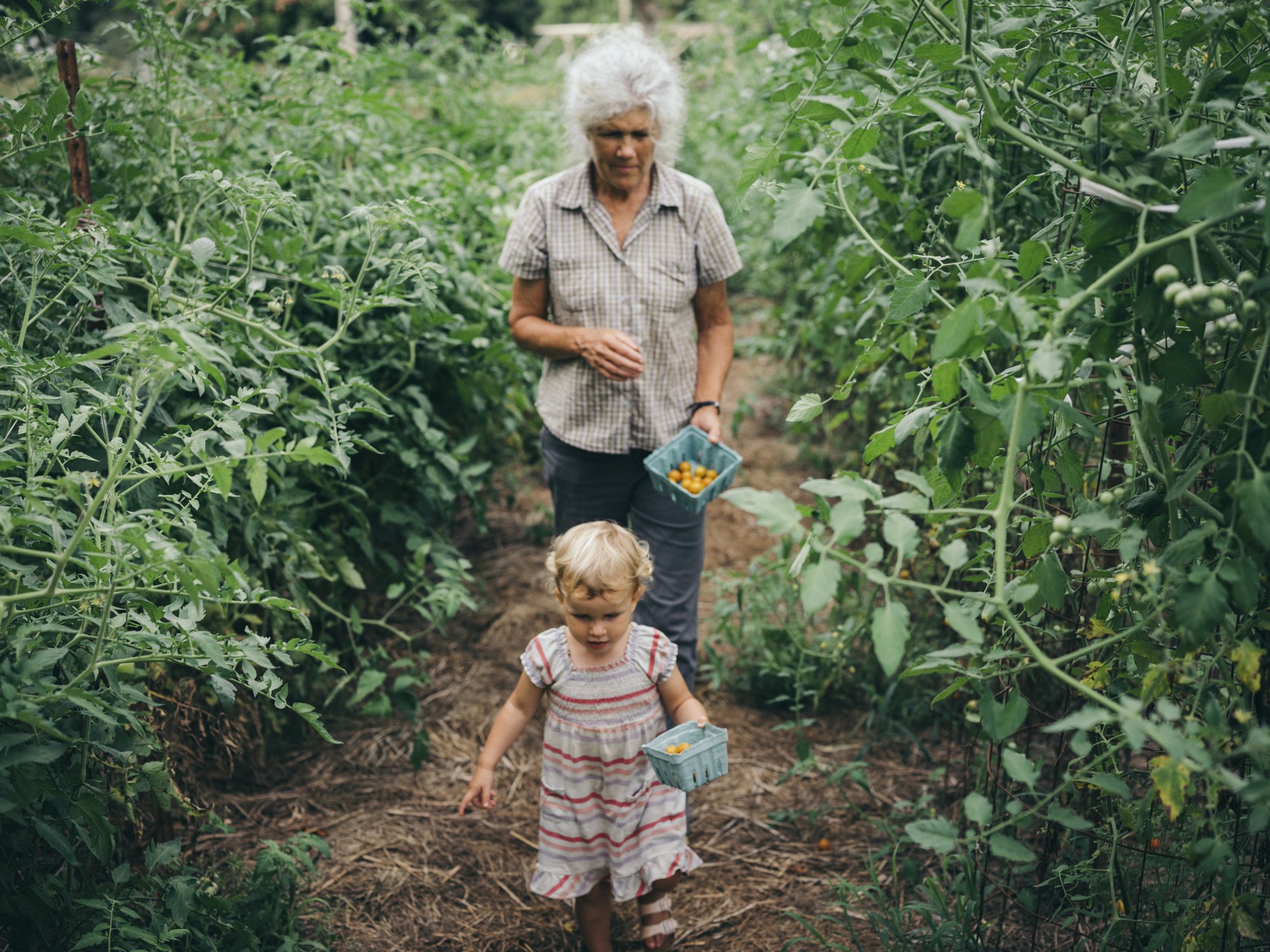 LPFJG50S_20190715-185339-4 Elderly woman and young girl walking through a tomato garden, each carrying baskets filled with fresh produce, surrounded by lush green plants.