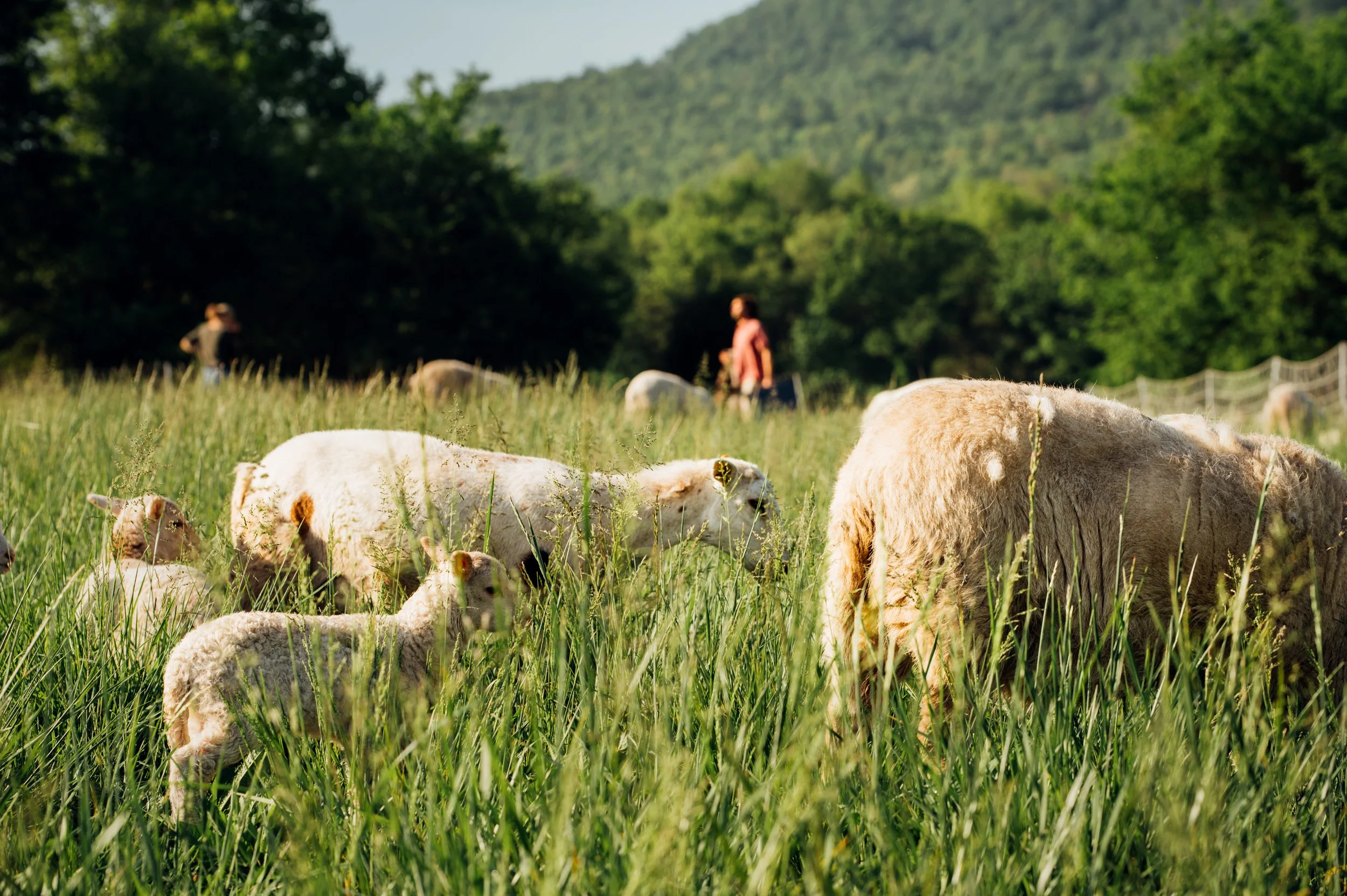 SequatchiCoverFarms-3019copy Sheep grazing in a lush green field with a person in the background, surrounded by trees and rolling hills. The image captures a peaceful rural setting, showcasing nature and livestock.