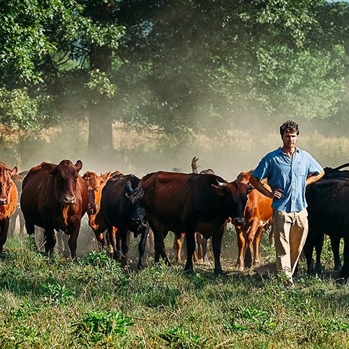 sequatchie.cove.farm.tennessee.grass.fed.beef (1) A farmer guiding a herd of brown cows through a dusty field, surrounded by trees and natural greenery, showcasing rural agriculture and livestock management.
