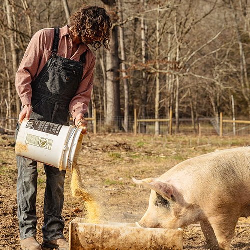 sequatchie.cove.farm.tennessee.heritage.pork.feeding (2) Farmer in overalls feeding pigs with a bucket of grain on a rural farm, surrounded by trees and fencing in the background.