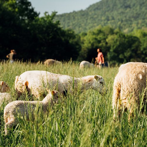 Sheep grazing in a lush green field with a person walking in the background, set against a mountainous landscape.