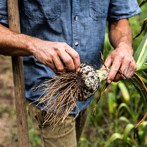 sequatchie.cove.farm.tennessee.organic.produce.onion (1) Person examining the roots of a freshly harvested plant, showcasing the soil and root structure, in a garden or farm setting.