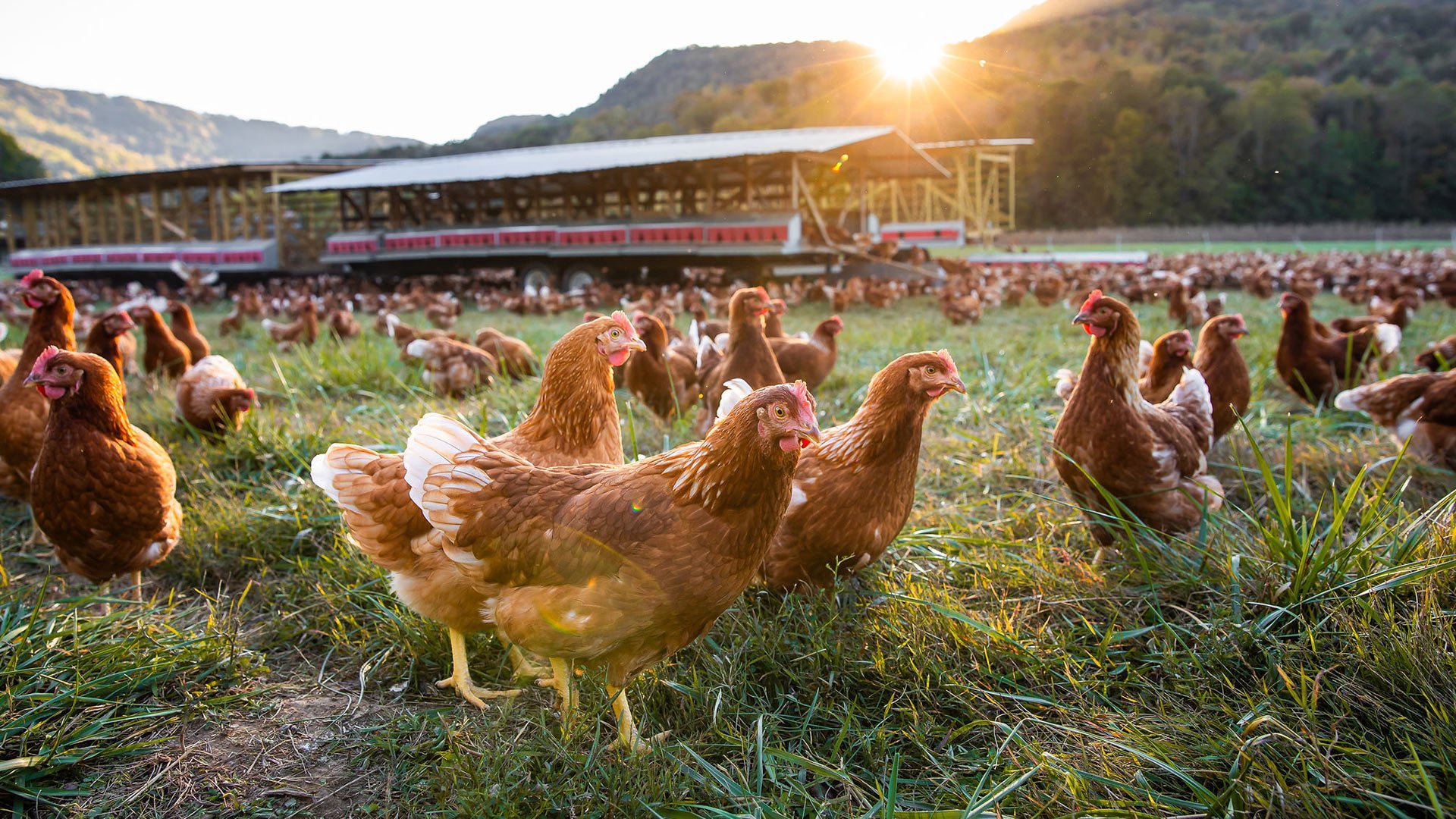 sequatchie.cove.farm.tennessee.pasture.raised.chicken.cover (1) Free-range chickens foraging in a grassy field at sunrise, with a poultry barn in the background and rolling hills in the distance.