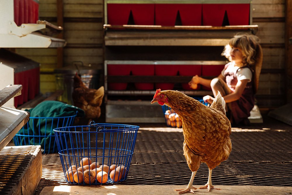 sequatchie.cove.farm.tennessee.pasture.raised.eggs.collecting A chicken walking in a farm setting with a child collecting eggs in the background, showcasing a vibrant and active poultry environment.