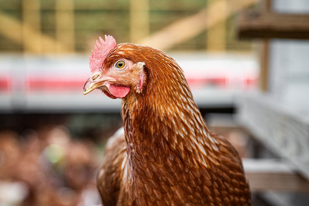 sequatchie.cove.farm.tennessee.pasture.raised.eggs.cover.chicken.closeup Close-up of a brown chicken with a prominent comb, showcasing its detailed feathers and inquisitive expression, set against a blurred farm background.