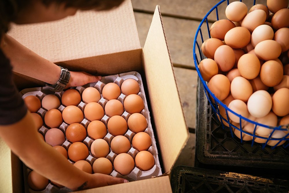 sequatchie.cove.farm.tennessee.pasture.raised.eggs.cover.packing.flats Person packing fresh eggs into a cardboard box while another basket of eggs sits nearby, showcasing a farm-fresh egg collection.
