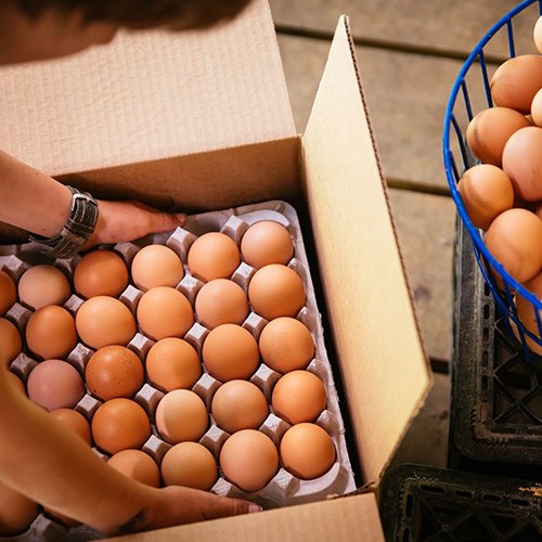 sequatchie.cove.farm.tennessee.pasture.raised.eggs.flats Person handling a box of freshly collected brown eggs, with a basket of eggs nearby, showcasing farm-fresh produce and egg packaging.