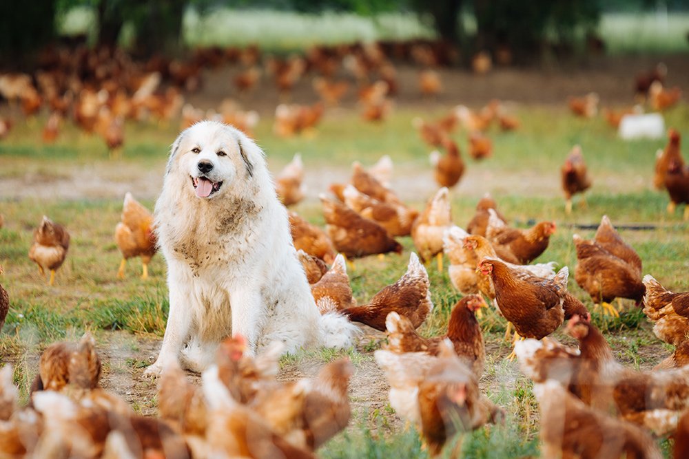 sequatchie.cove.farm.tennessee.pasture.raised.eggs.guard.dog.alt A fluffy white dog sitting among a flock of brown chickens on a farm, showcasing a harmonious relationship between livestock and a guardian animal.