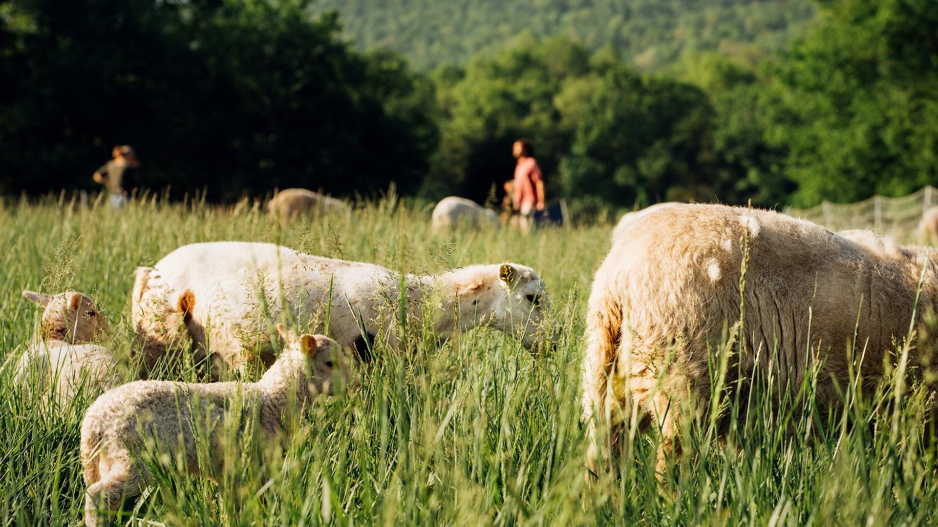 sequatchie.cove.farm.tennessee.pasture.raised.katahdin.lamb.cover Sheep grazing in a lush green field with a person in the background, surrounded by trees and mountains. The scene captures the essence of pastoral farming and rural life.